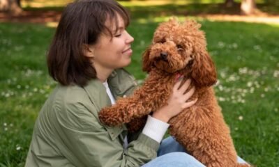 Labradoodle Adoption