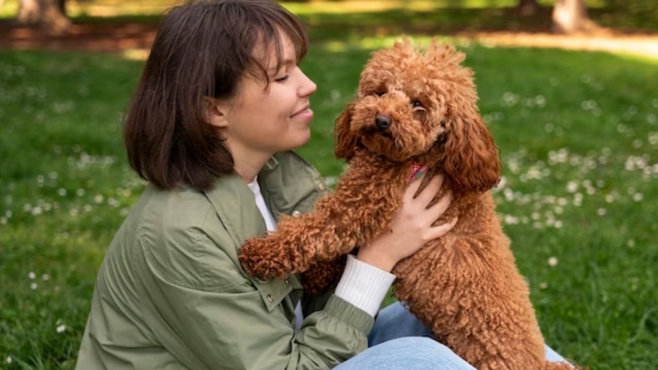 Labradoodle Adoption